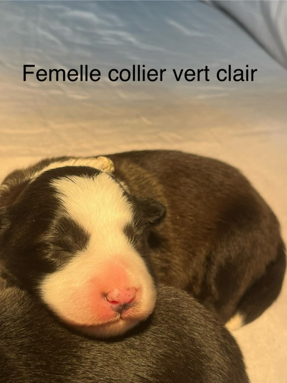 découvrez où acheter un border collie, un compagnon intelligent et affectueux. explorez nos conseils pour choisir un éleveur responsable et garantir le bien-être de votre futur animal.