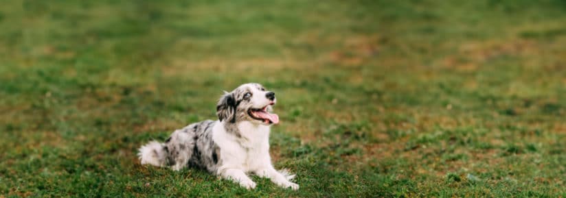 découvrez le caractère fascinant du border collie labrador, un croisement dynamique alliant intelligence, loyauté et énergie. apprenez comment ces chiens sociables et actifs s'épanouissent dans un environnement familial et quelles sont les meilleures pratiques pour leur éducation.