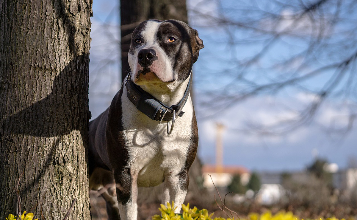 découvrez les comportements et les besoins spécifiques d'un chiot border collie croisé staff. apprenez comment répondre à son énergie débordante, ses besoins d'exercice et d'éducation pour en faire un compagnon équilibré et heureux.