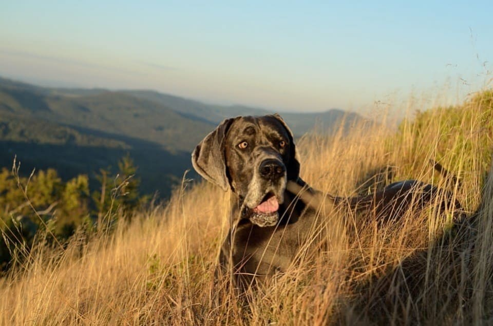 découvrez notre sélection des 10 plus grands chiens du monde ! que vous soyez passionné par les races imposantes ou à la recherche du compagnon idéal, notre guide vous présente ces géants au cœur tendre, leurs caractéristiques, et des conseils pour bien les accueillir chez vous.