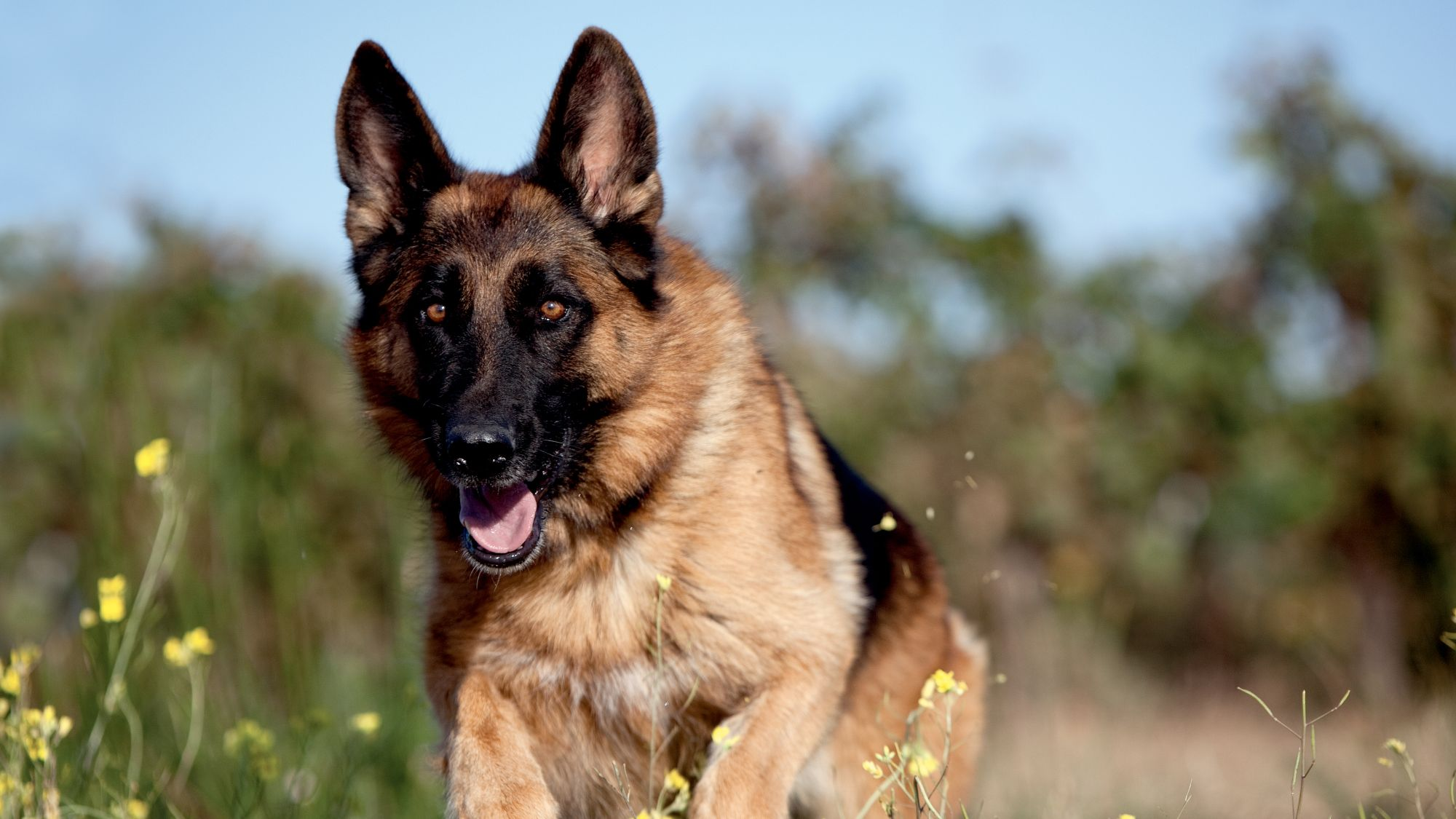 découvrez la vitesse impressionnante du berger allemand, un chien robuste et agile. apprenez-en plus sur ses performances, ses capacités sportives et son rôle dans diverses activités. explorez ce qui fait de cette race l'un des meilleurs chiens de travail et de compagnie.