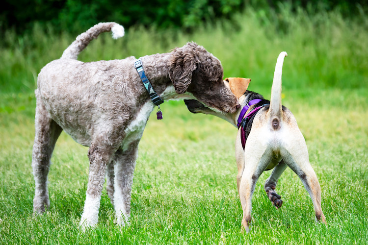 découvrez tout ce qu'il faut savoir sur les chaleurs chez les chiennes : symptômes, comportements, durée et conseils pour accompagner votre animal durant cette période. assurez le bien-être de votre compagne à quatre pattes.