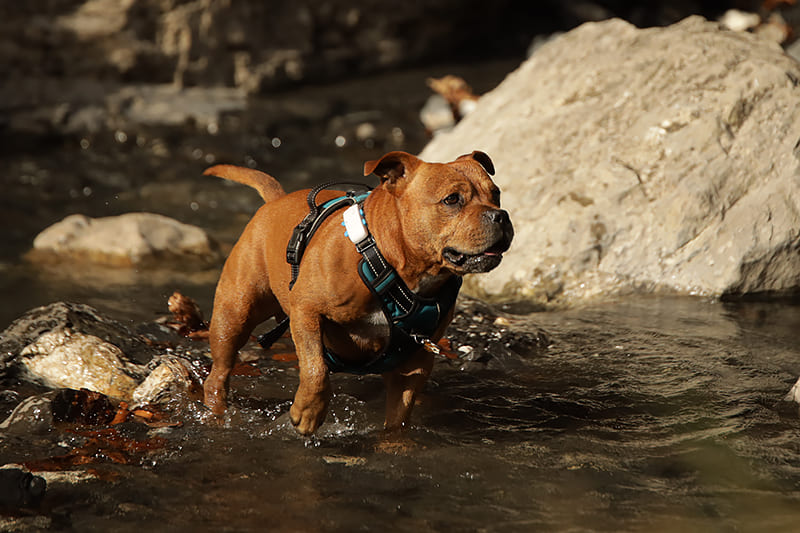 découvrez les causes possibles de sang dans les selles de votre chien, ainsi que les symptômes à surveiller et les étapes à suivre pour assurer la santé de votre compagnon à quatre pattes. informez-vous sur les maladies et conditions pouvant être à l'origine de ce symptôme préoccupant.