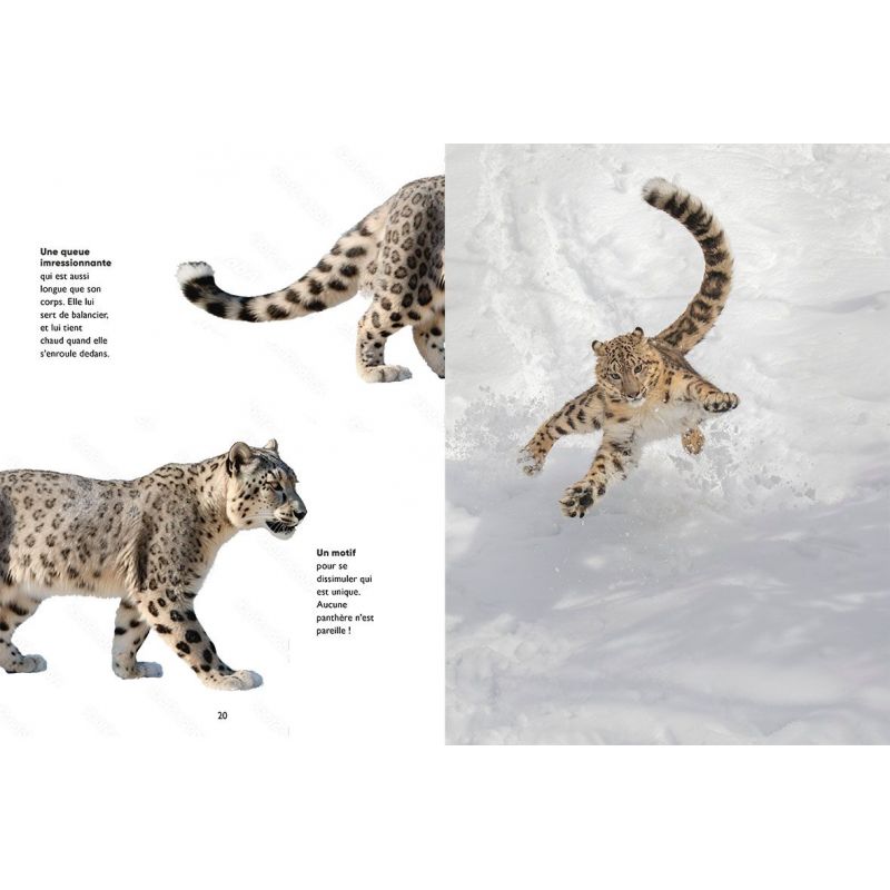 découvrez les animaux étonnants qui peuplent notre planète. des créatures aux talents surprenants et aux caractéristiques uniques qui vous émerveilleront. plongez dans le monde fascinant de la faune et apprenez à connaître ces espèces hors du commun.