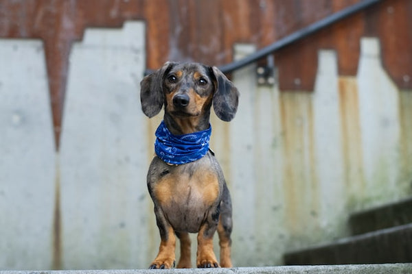 découvrez tout ce qu'il faut savoir sur l'othématome chez les chiens : ses causes, le coût des traitements et les alternatives possibles pour assurer le bien-être de votre compagnon à quatre pattes.