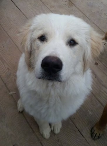 découvrez l'akbash, une race de chien originaire de turquie, connue pour sa loyauté, sa protection et son intelligence. apprenez-en davantage sur ses caractéristiques, son éducation et ses besoins spécifiques pour en faire un compagnon idéal.