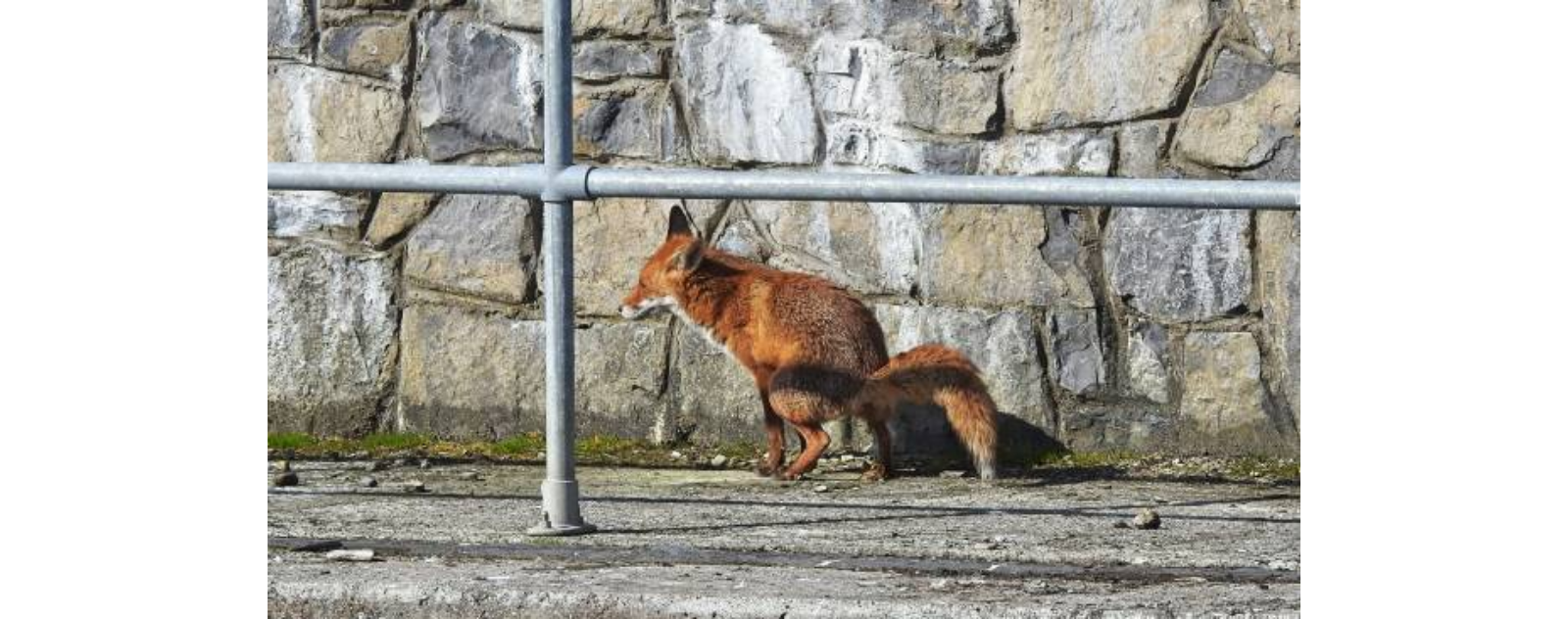 découvrez comment reconnaître et identifier une crotte de renard, ses caractéristiques, où la trouver et ce qu’elle révèle sur l’alimentation du renard. conseils pour différencier ses excréments de ceux d’autres animaux.