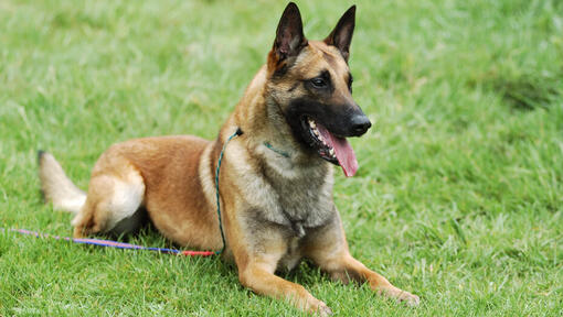 Malinois catégorisé : critères, caractéristiques et classification ...