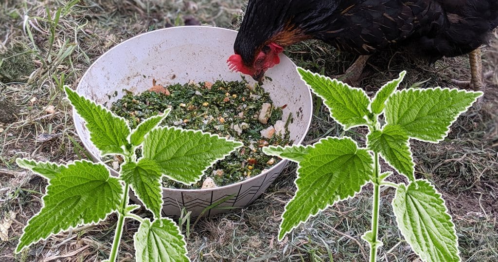 découvrez les meilleures astuces de grand-mère pour favoriser la ponte chez vos poules et améliorer leur bien-être au quotidien.